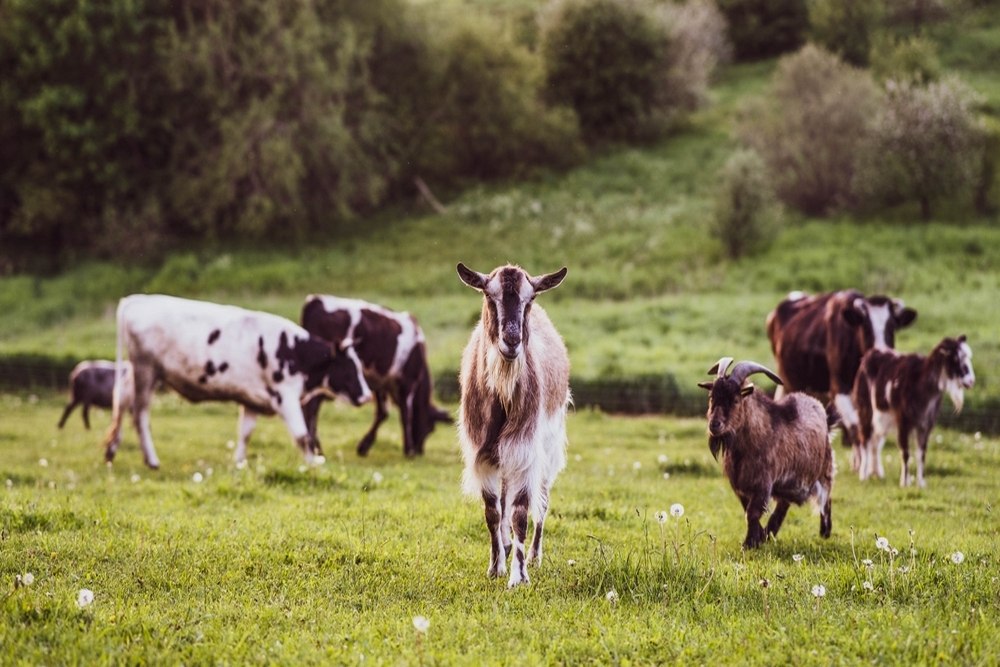 Animal Sanctuaries: An Educational and Entertaining Family Outing