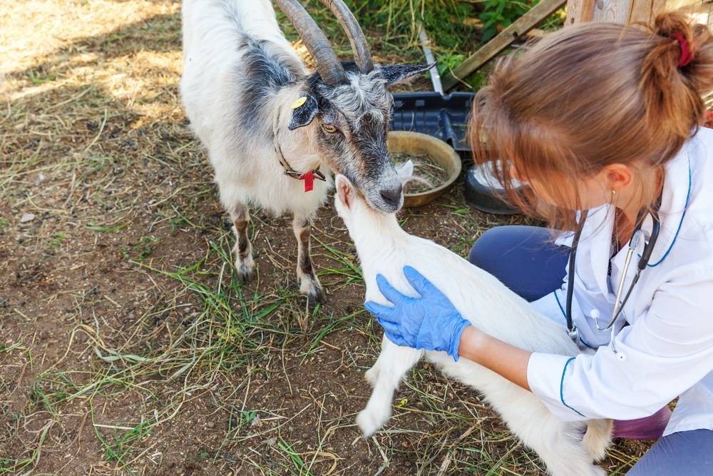 The Importance of Animal Sanctuaries: Protecting and Preserving Wildlife