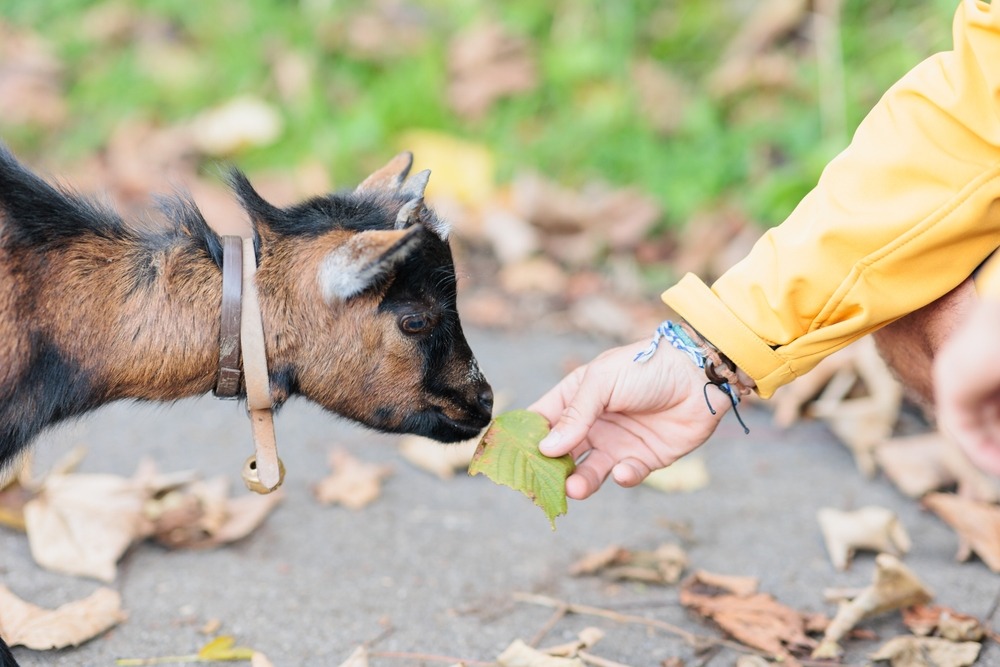 Why Eco-Friendly Farming Practices Matter at Animal Sanctuaries