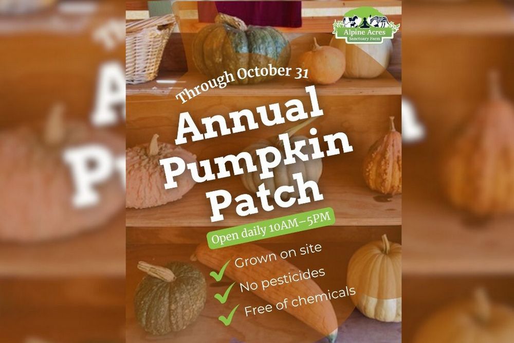 Annual Pumpkin Patch at Alpine Acres Sanctuary Farm