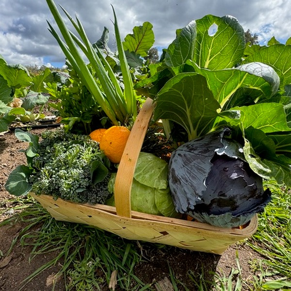 Biological Garden (3)