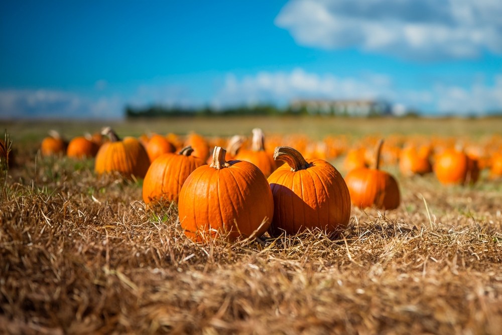 Edible Pumpkins and Halloween Fun: Celebrate Trick-or-Treat Week at the Farm!