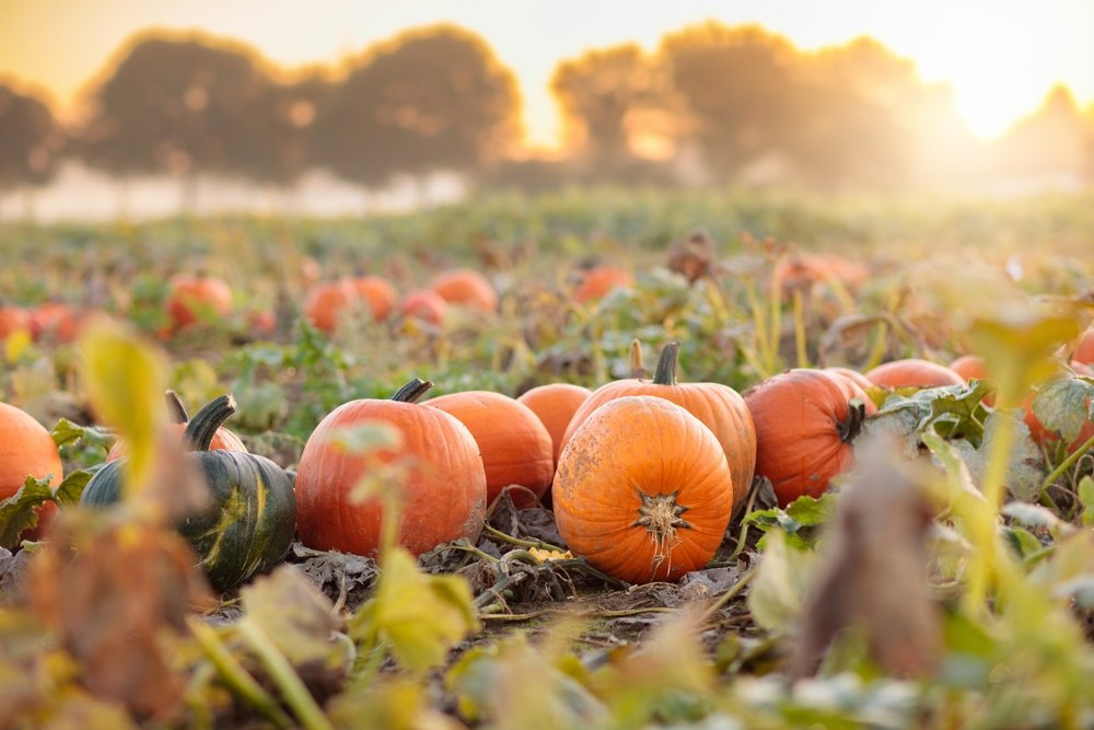 Pumpkin Patch