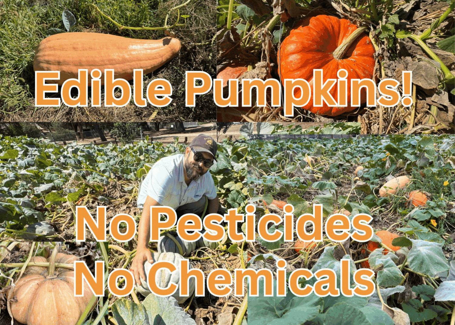 Pumpkin Patch & Halloween in San Diego