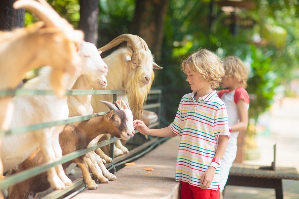 When to Introduce Children to Animal Sanctuaries for Educational Growth