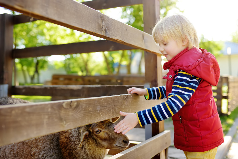 How Interactive Animal Encounters Can Teach Kids About Compassion and Nature