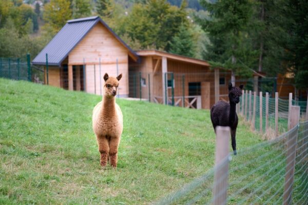 When Is the Best Time of Year to Visit Alpine Acres Sanctuary Farm
