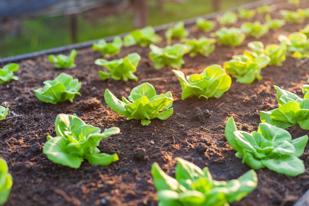Why Biologically Grown Produce Matters for Animal Health and Soil Quality