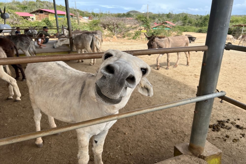 Why Supporting Sanctuary Memberships Helps Rescue and Care for Farm Animals