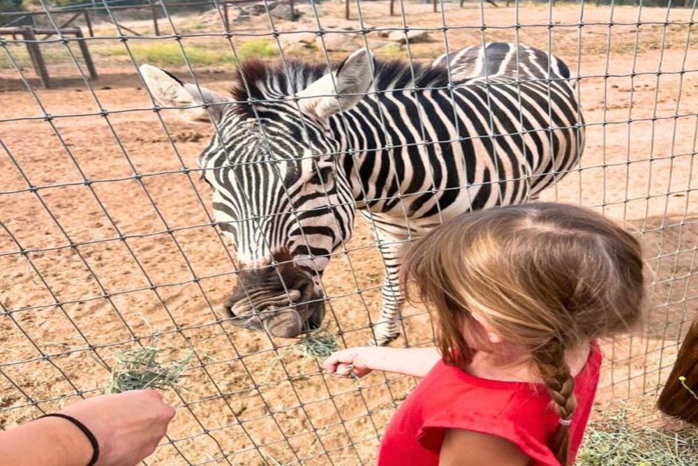 How Animal Sanctuary Tours Teach Compassion and Respect for Animals