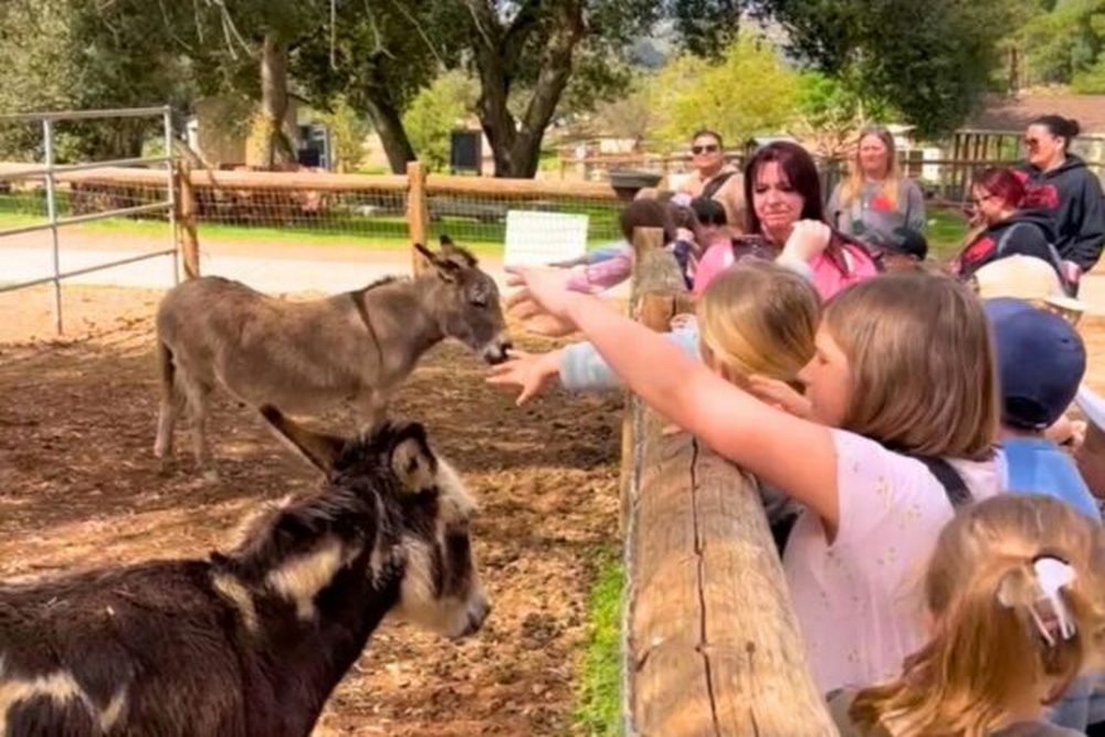 Why Educational Farm Visits Help Children Learn Compassion for Animals