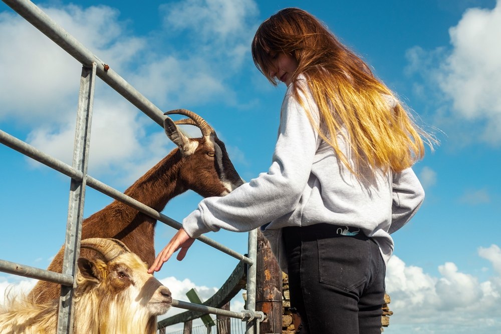 Volunteer Opportunities at Animal Sanctuaries Supporting Rescue and Daily Animal Care